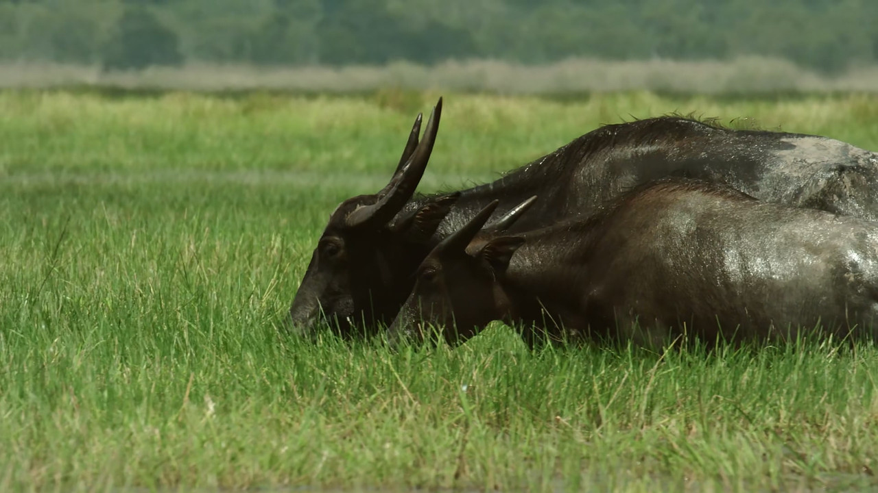 [HR] Thailand - Earth's Tropical Paradise S01E01 [BBC Two 1080p x265]_07