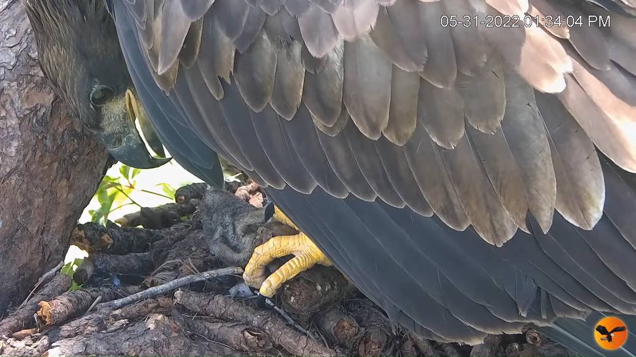 EC Nest Cam 12-46-53 screenshot (1)