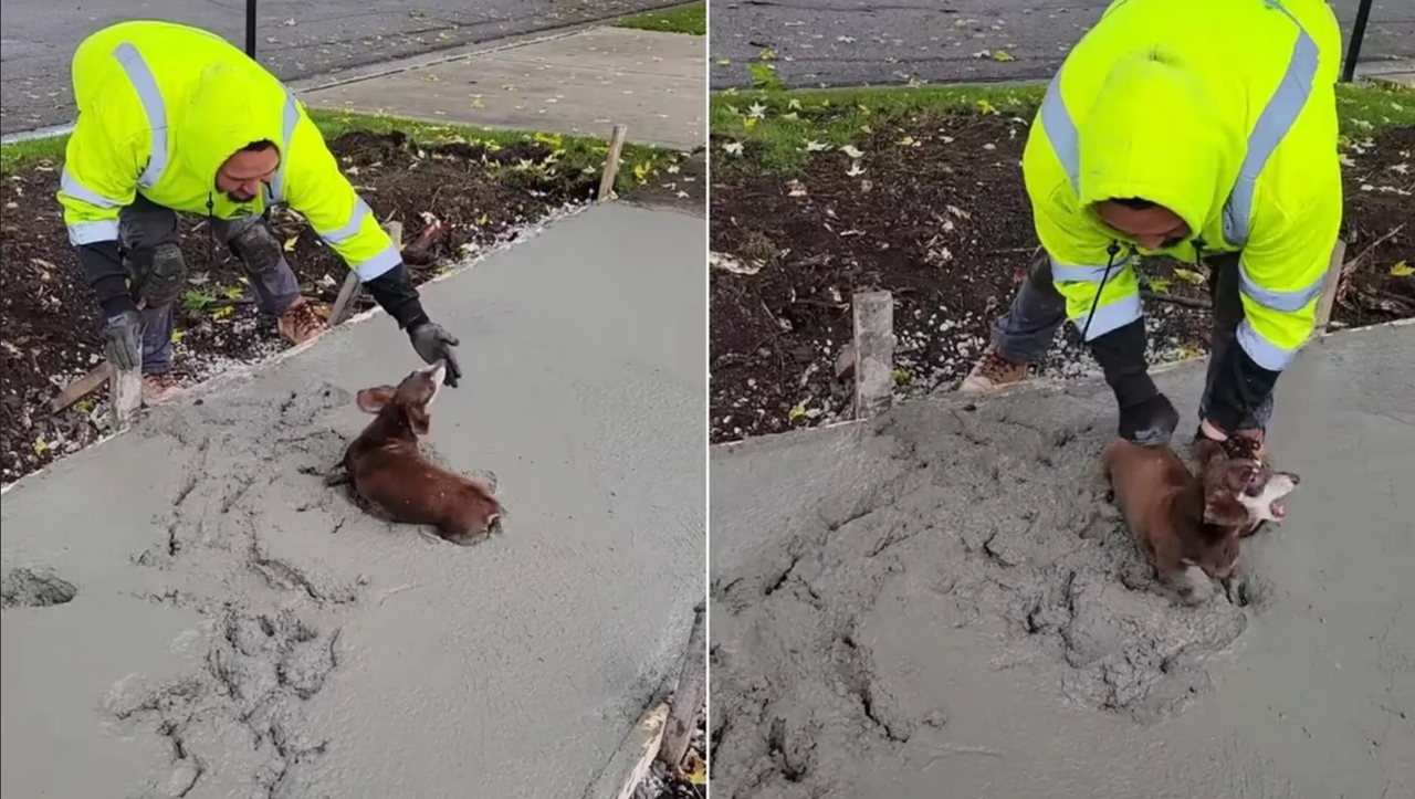 Lomito se puso a jugar sobre el cemento fresco y arruinó una obra (video)