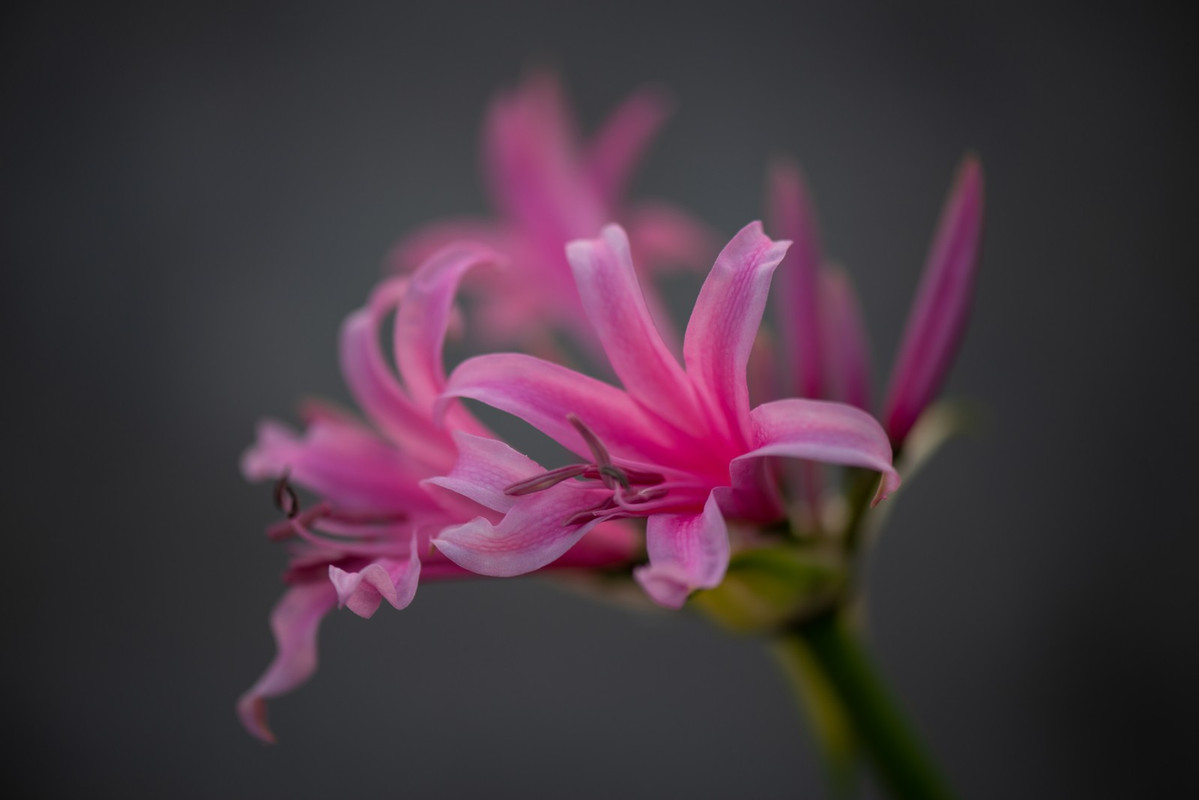 IMG-ad8d595ab01356533d5c9762d3ca78e7-V