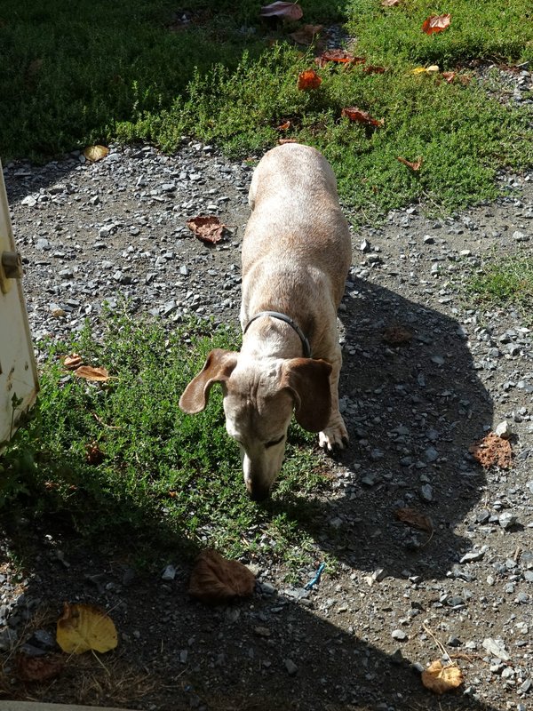 [Image: DSC00851.jpg]