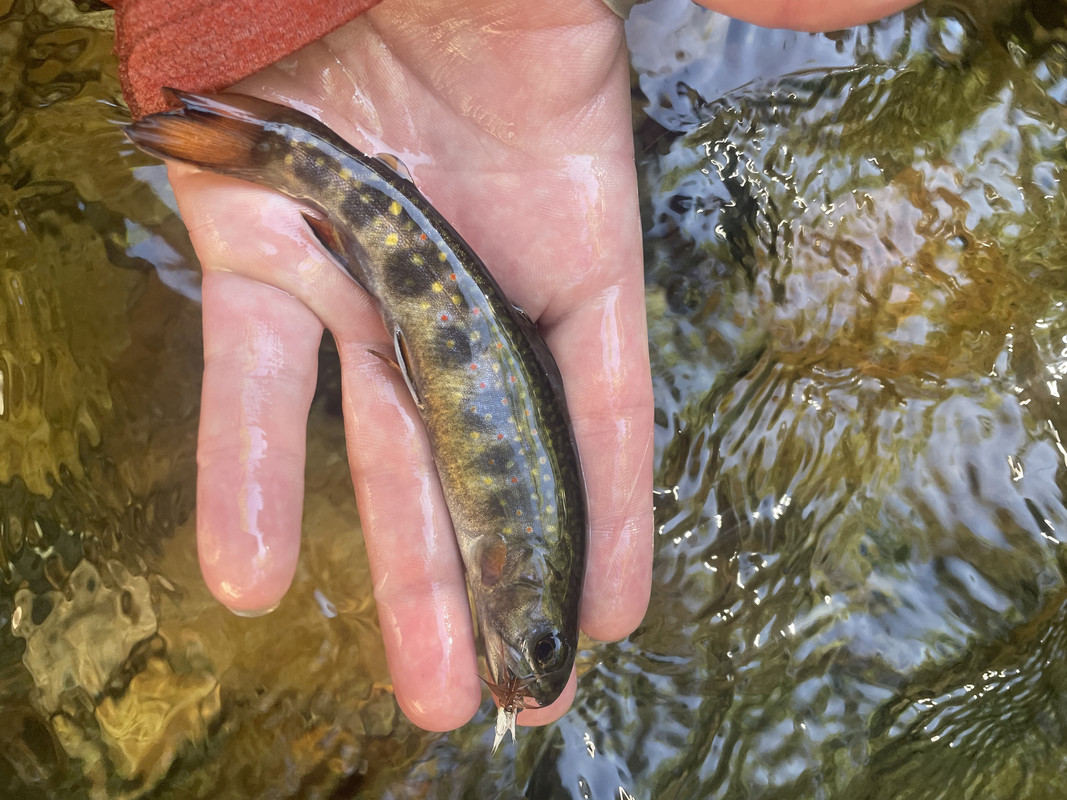 6ACE2D99-DB70-4BE6-AAB0-7E9B3F918A4C