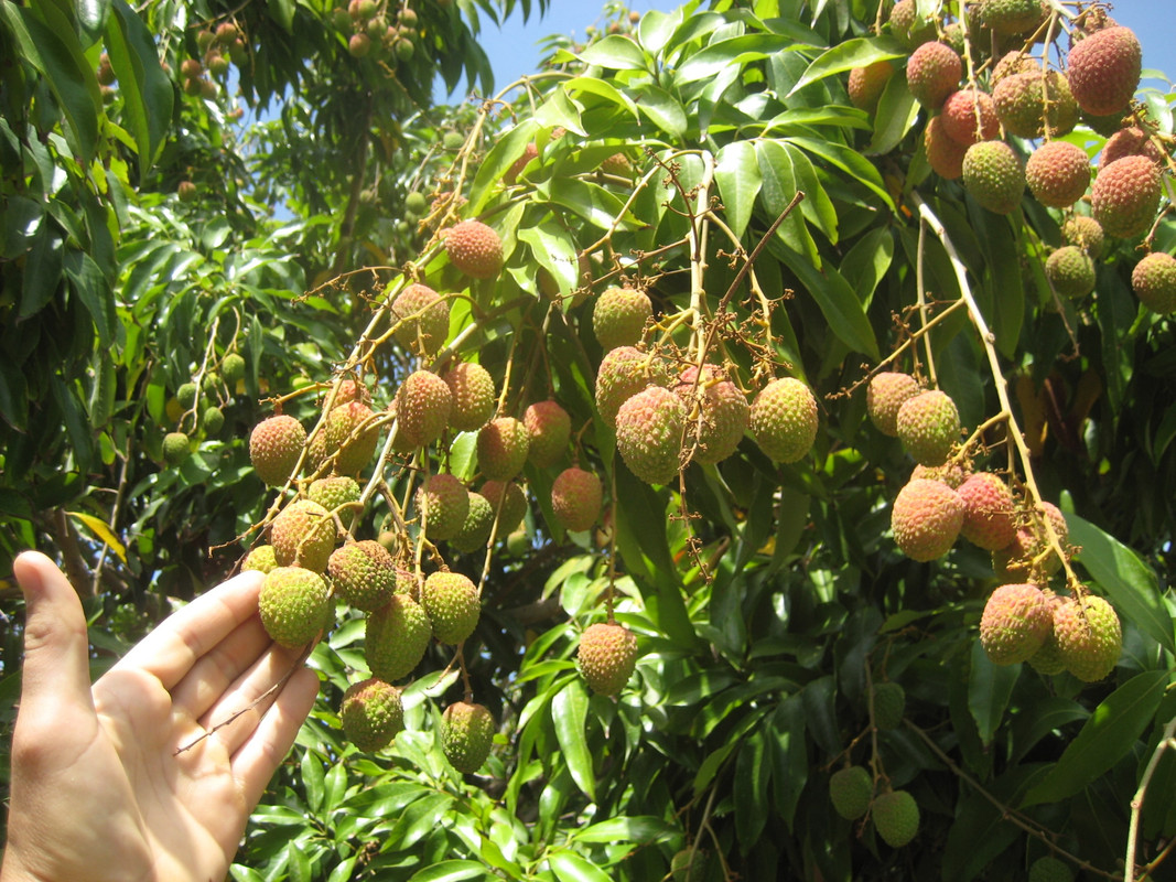 IMG_7395 Litchi cv. Early Large Red