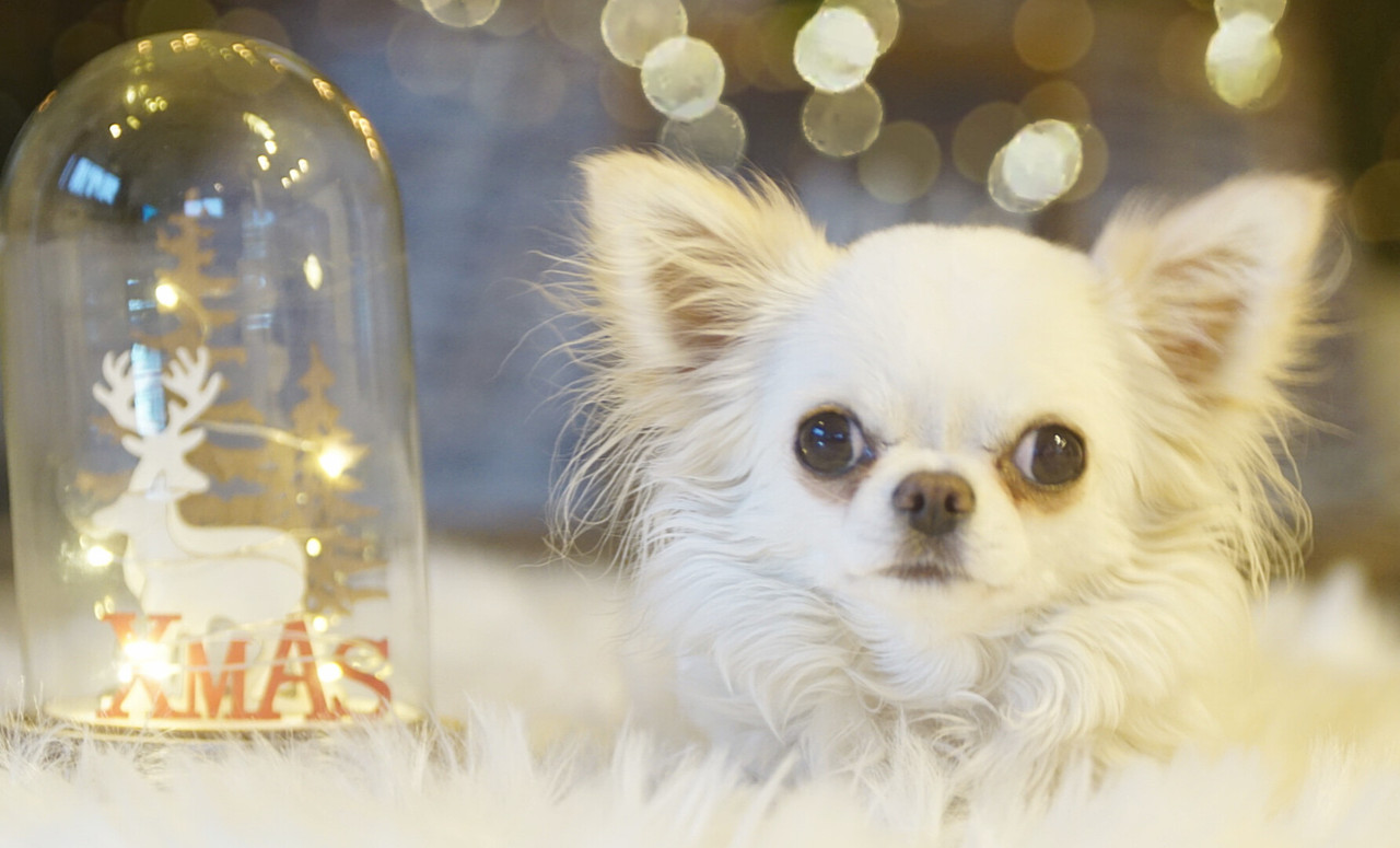 Lumii_20201130_163902215