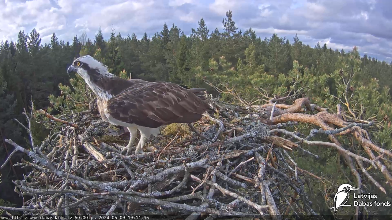 Zivju ērglis (Pandion haliaetus) Kurzemē - LDF tiešraide 12-49-36 screenshot