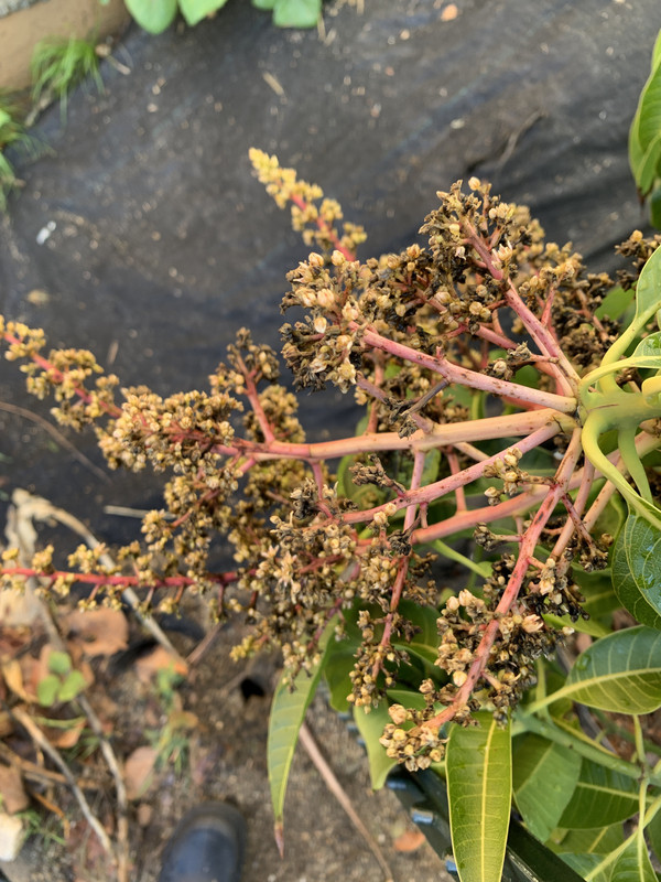 Carrie panicle