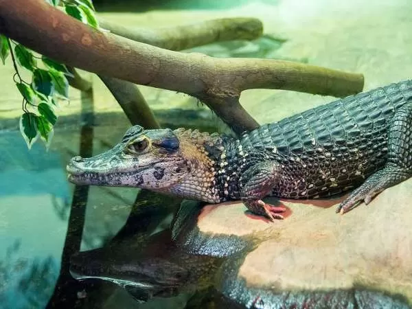 [Image: amazon-river-facts-10462-1-1706258827.webp]