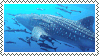 shark