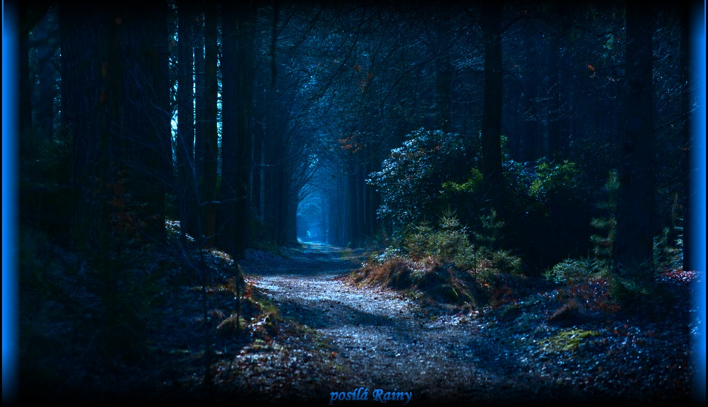 path-fog-trees-125481-1024x600.jpg