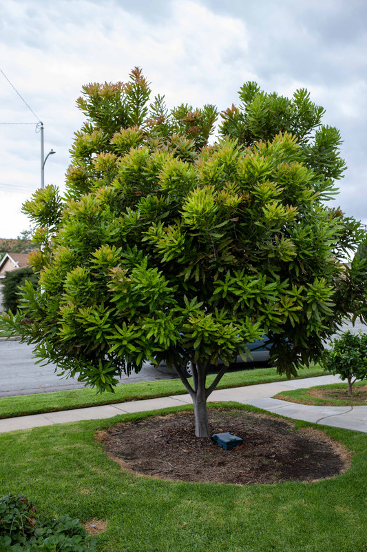 8U1A5225  Beaumont Macadamia Nut Tree with New Growth (10-16-2022)