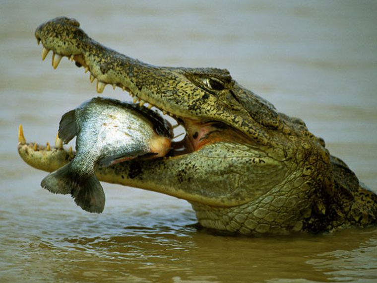 Cocodrilo devorando a perrito es captado por una corredora