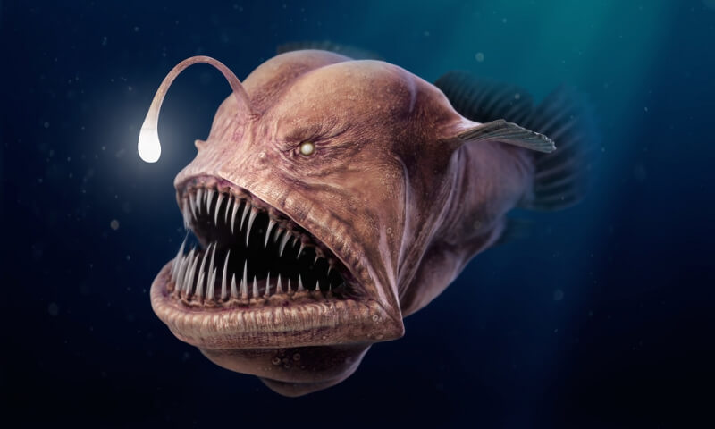 Морской чёрт Морской чёрт