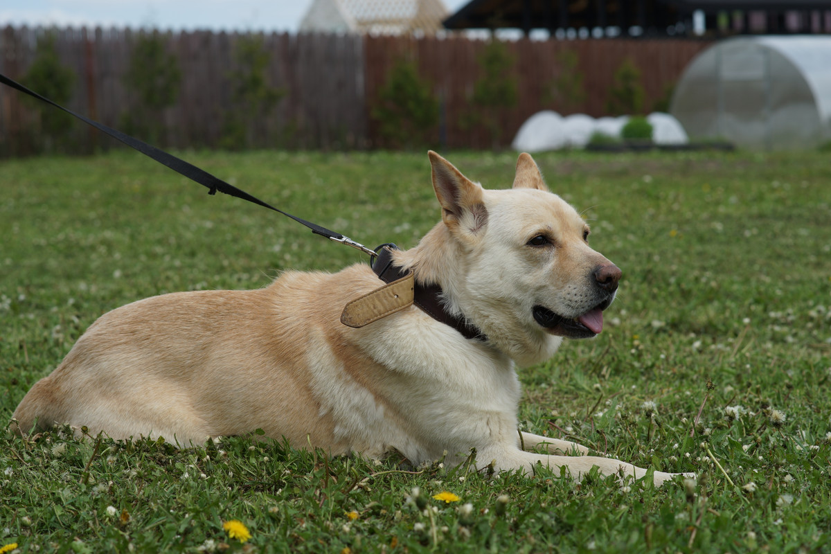 БорисовСобачка (3)