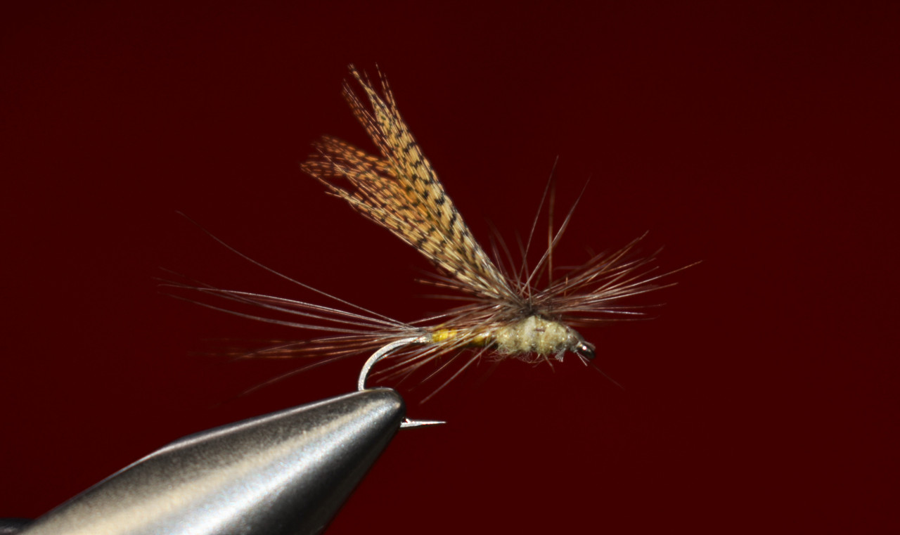 100-Year Dun Quill Gordon