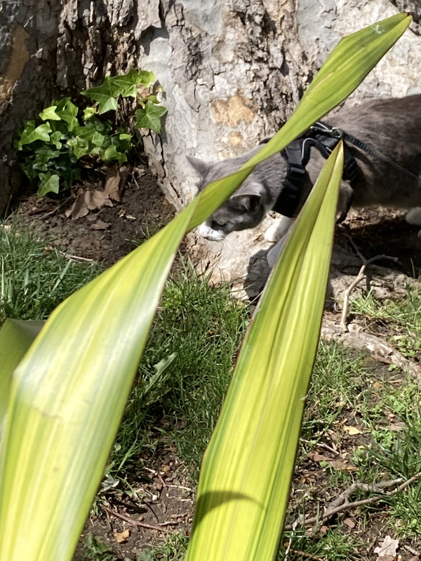 Frontyard Cat Adventures