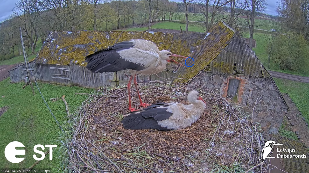 Baltie stārķi (Ciconia ciconia) Tukuma novadā - LDF tiešraide __ White storks in Tukums, Latvia 11-3