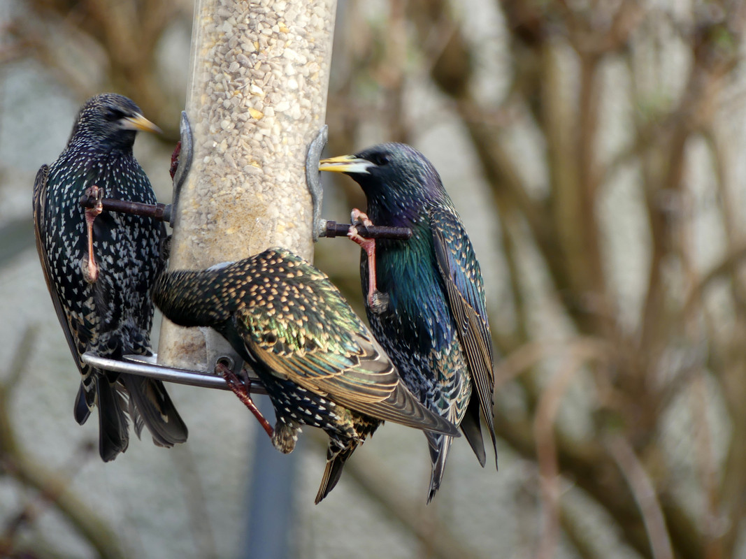 STARLING 6