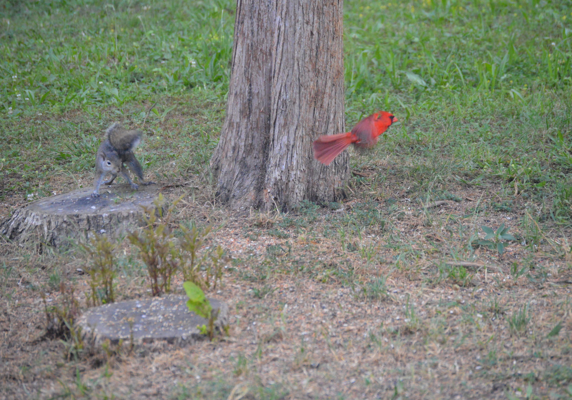 2021-6-17 Cardinal (1)