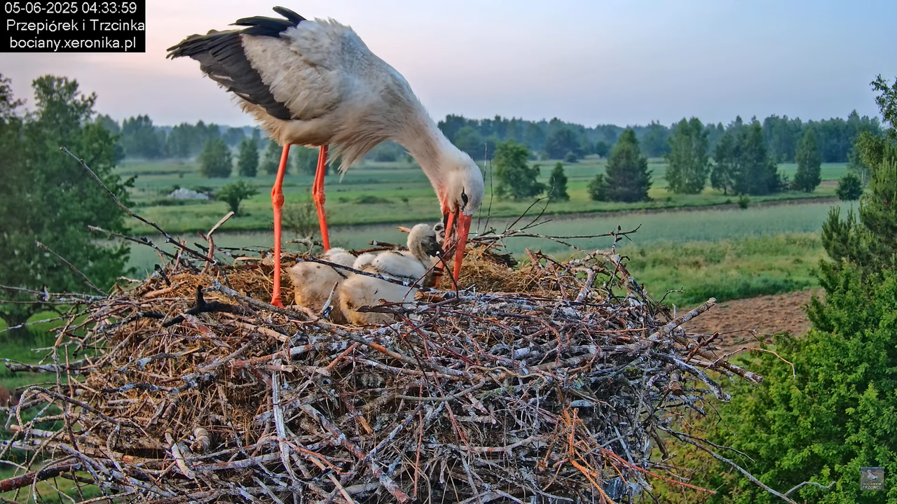 05062025bociany7