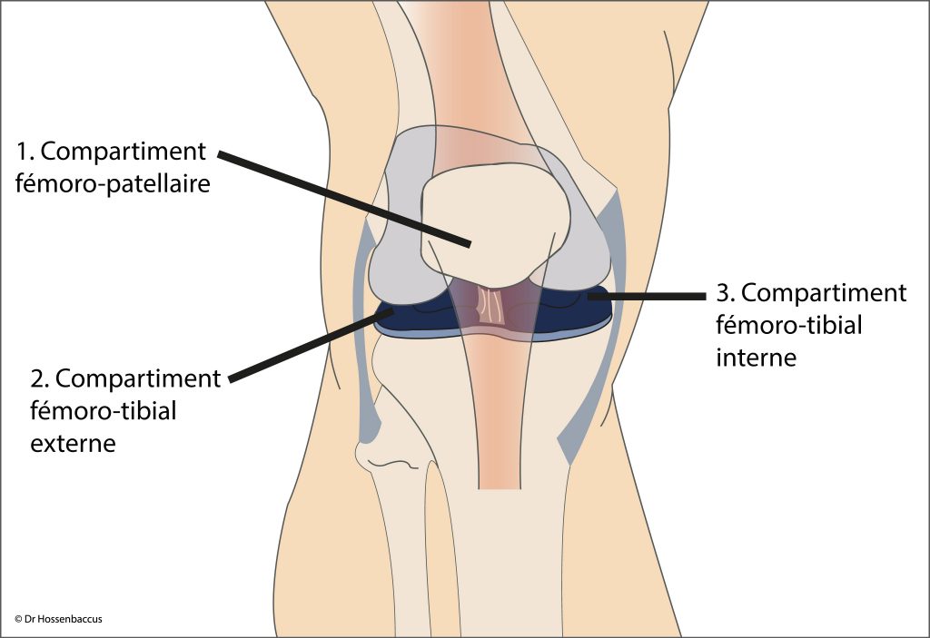 Articulation du Genou