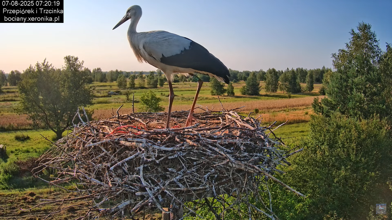 07082025bociany8