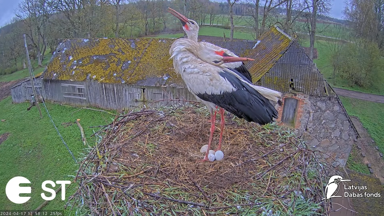 Baltie stārķi (Ciconia ciconia) Tukuma novadā - LDF tiešraide __ White storks in Tukums, Latvia 7-47