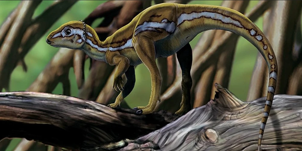 Micropachycephalosaurus Preview