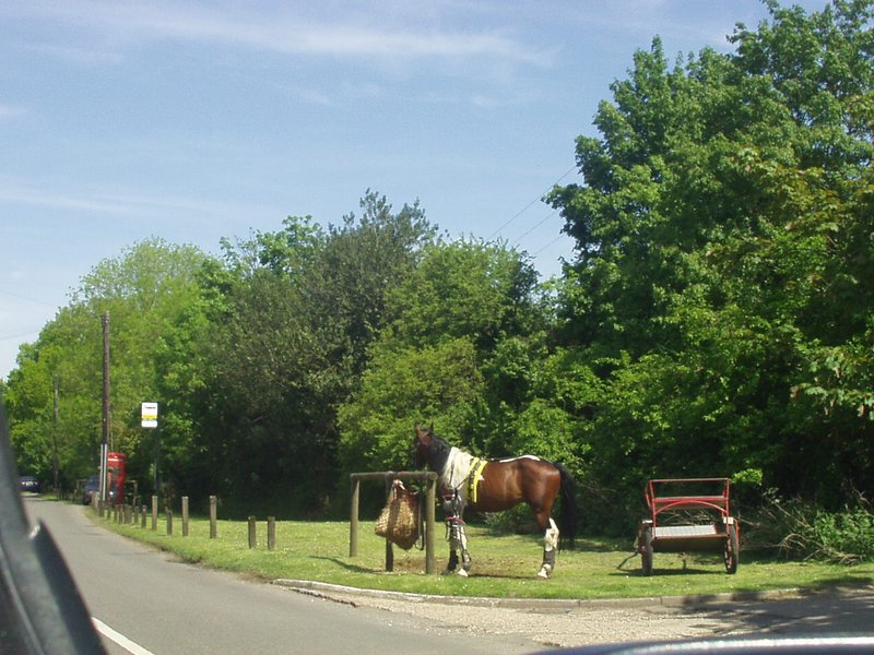 P1010012-5.jpg