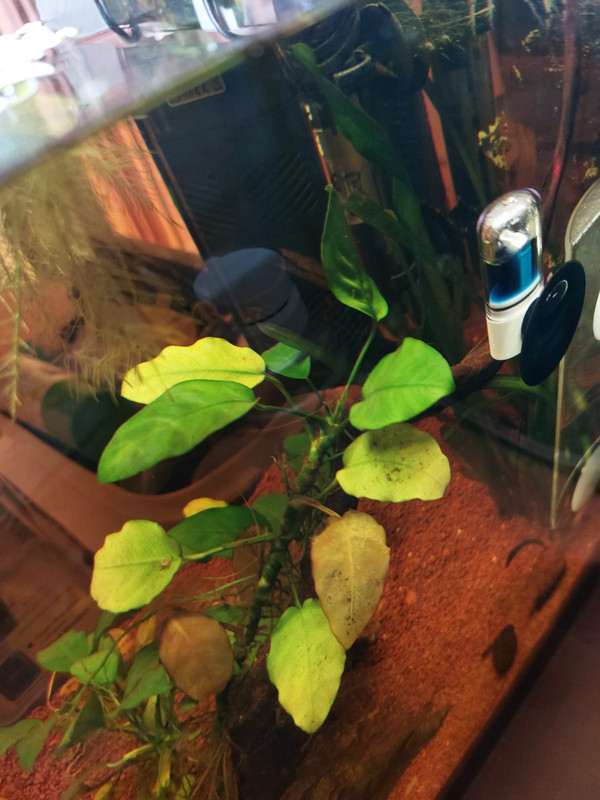 Anubias foglie trasparenti e gialle - Forum acquariofilia facile:  allestimento e gestione facile dell' acquario, tutto sui pesci tropicali