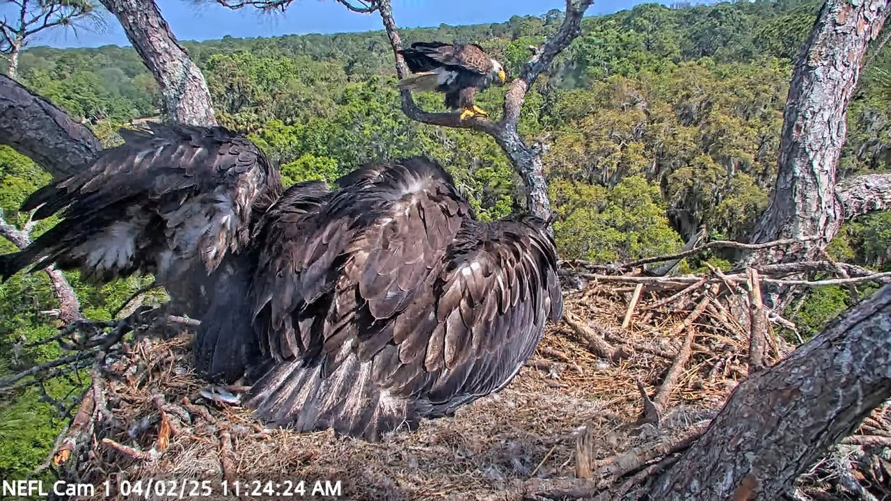 NEFL Cam 1 — tiešraidē Bald Eagle Cam 12-28-42 screenshot