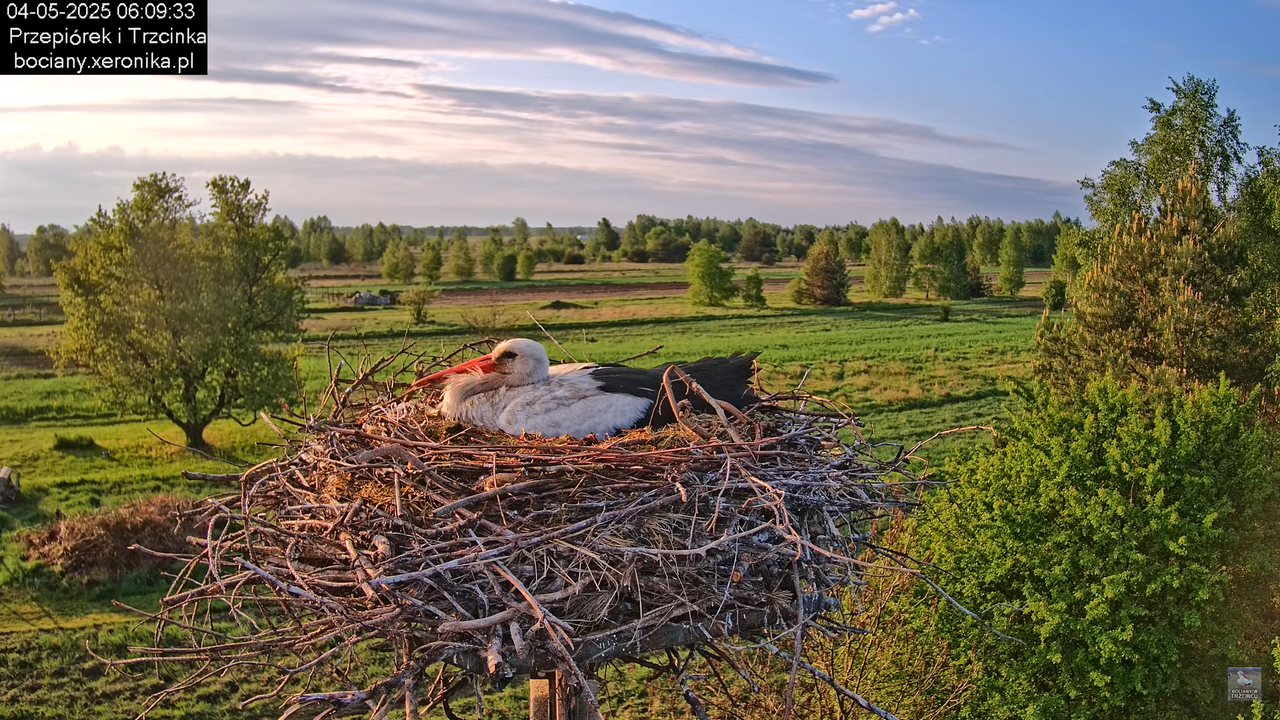 04052025bociany6
