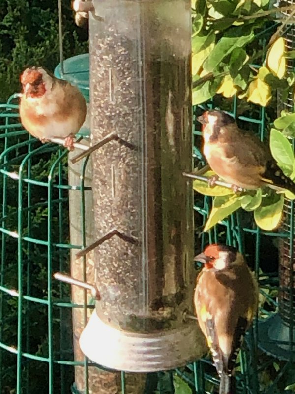 bird-feeder-birds.jpg