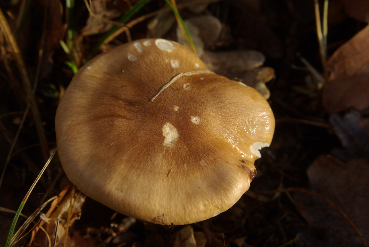 IMGP2310 гигрофор древолюбивый (Hygrophorus arbustivus)
