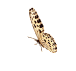 papillonjauneapoisnoirs