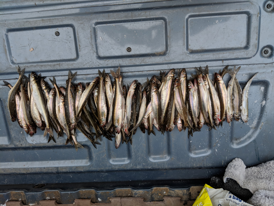 smelt