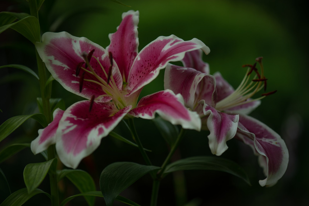 IMG-35d875aa30ad4e988acc010ff71f3095-V