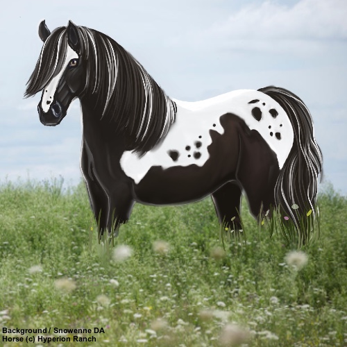 Appaloosa-in-field.jpg