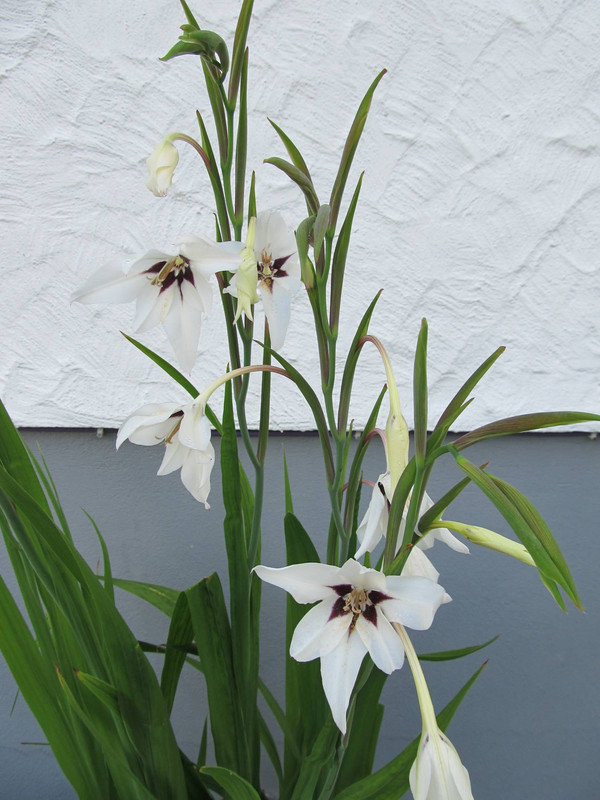 Acidanthera