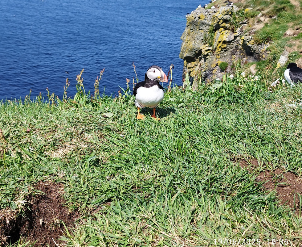 Segundo viaje a Escocia - Blogs de Reino Unido - Día 3 Día 3 Fionnphot - Staffa – Lunga – Tobermory (16)