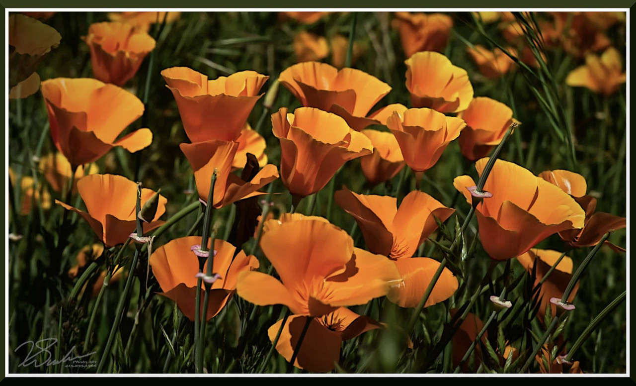 orangepoppies.jpg