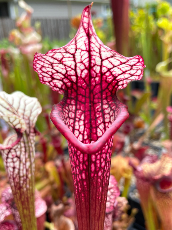 463339B8-C9AF-442D-9F14-FDAEE771A3BB