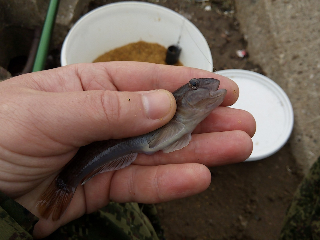 Кама ул. Смирнова 20.08.15 01