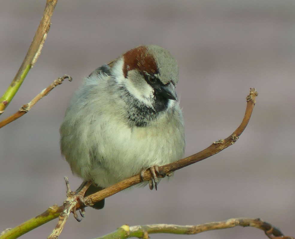 SPARROW 7
