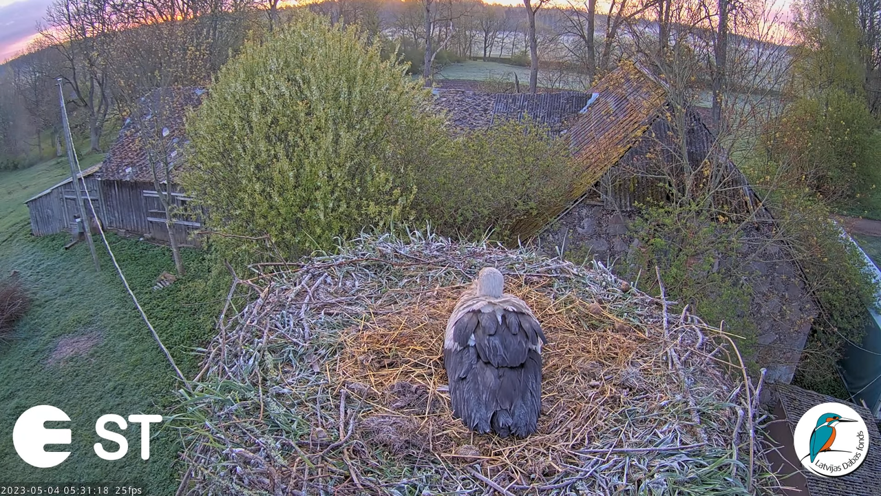 Baltie stārķi (Ciconia ciconia) Tukuma novadā - LDF tiešraide __ White storks in Tukums, Latvia 6-43