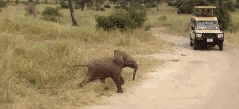 elephant-day-6.gif