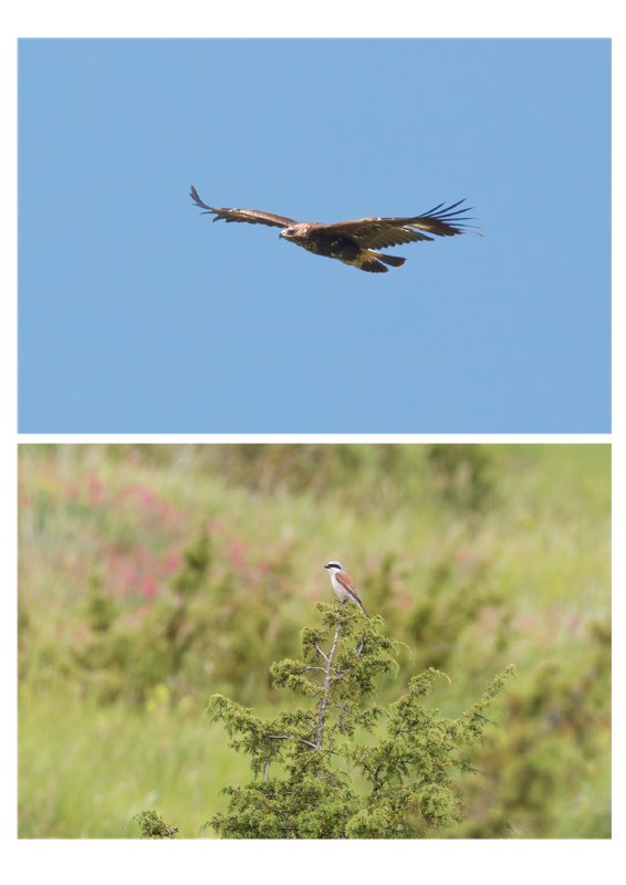 Pagine 4 da alto Mugello (