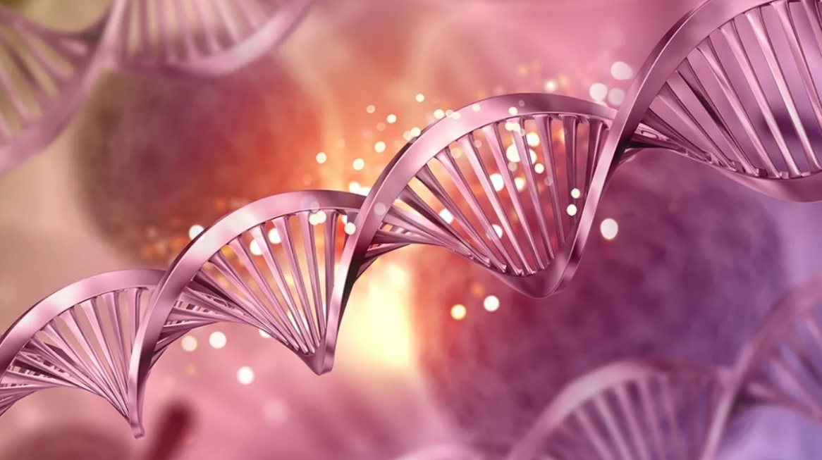 Scienza: la terapia genica che ritarda l'invecchiamento.