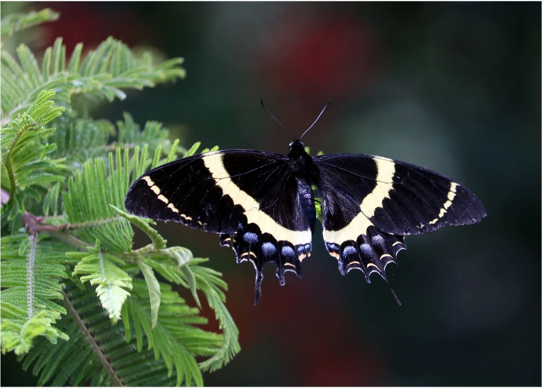 Estudios alertan sobre extinción de insectos por la contaminación