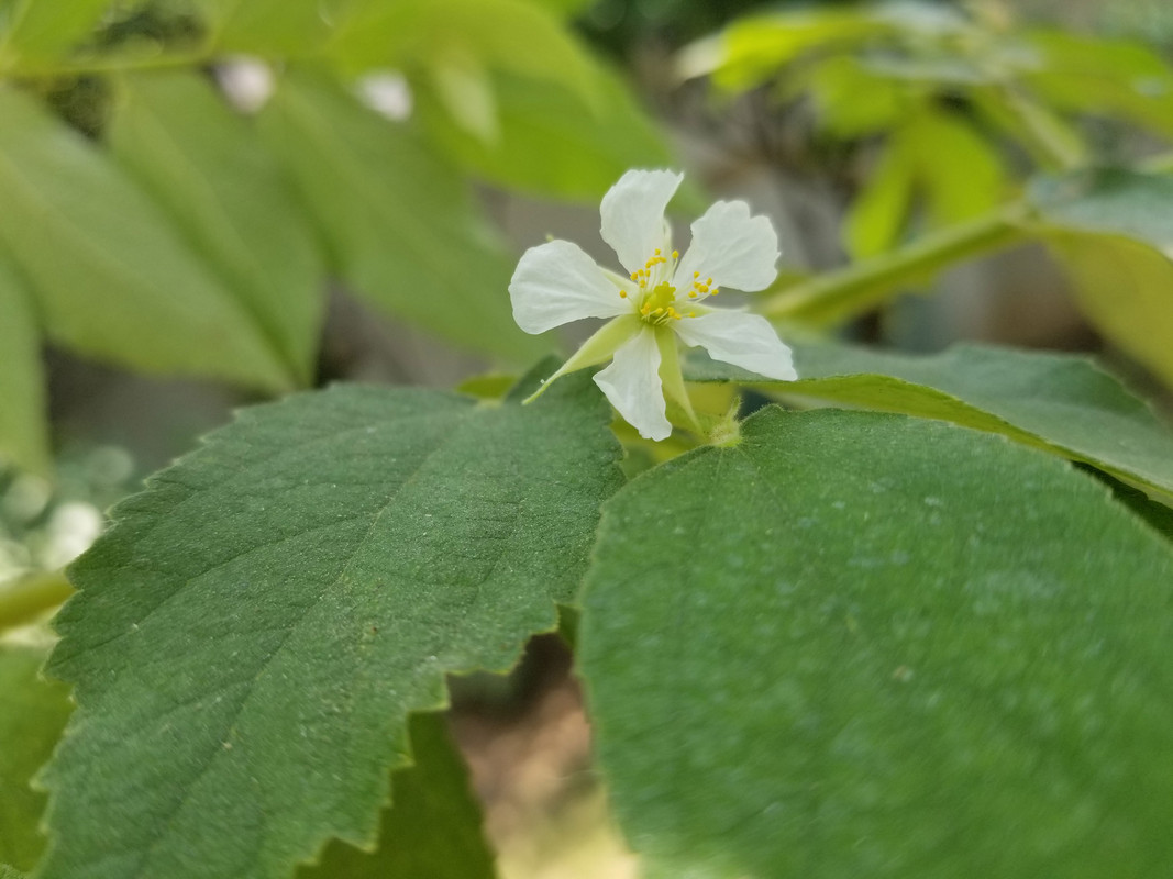 Flower