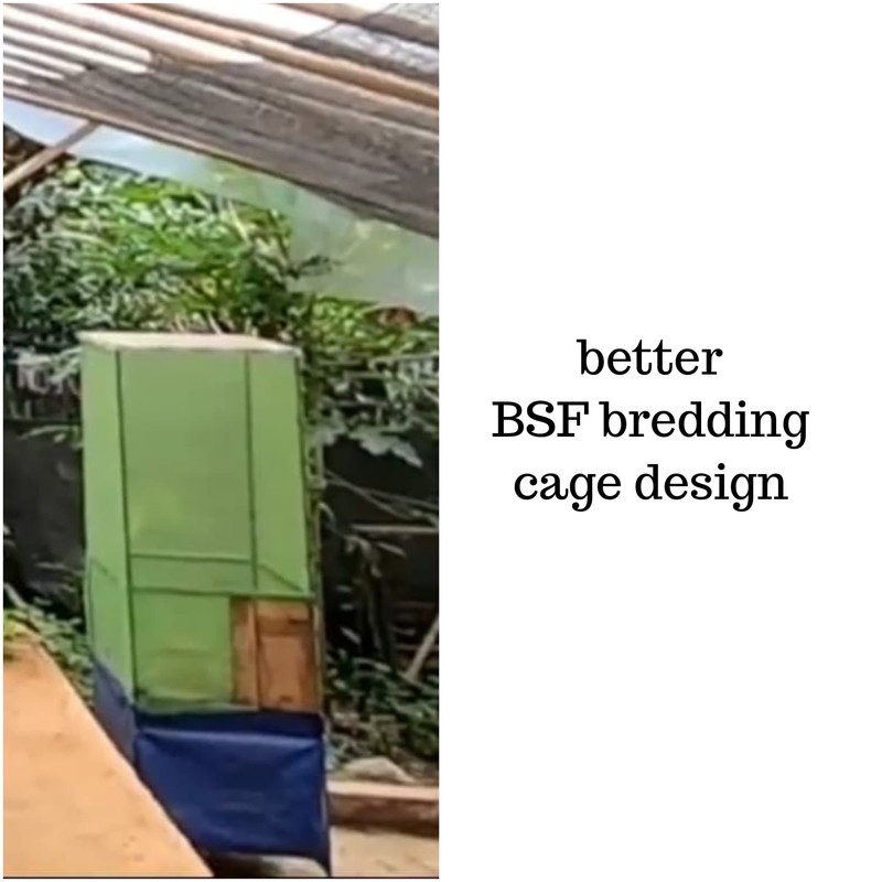 good-bsf-breeding-cage.jpg